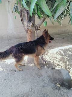 German Shepherd