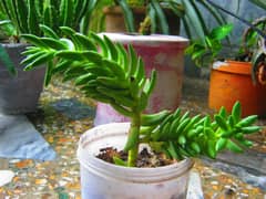 Pale Stonecrop Plant (Ornamental Plant).