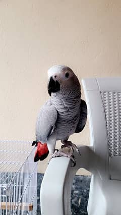 African Grey Parrot