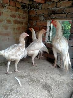 aseel Heera 4 female 1 male healthy and active cargo available