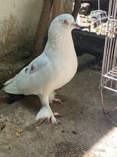 Fancy Piegon Breeder pair