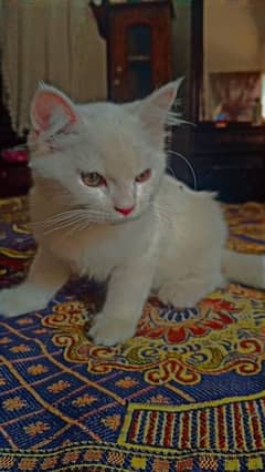 Persian Pure White Male Cat