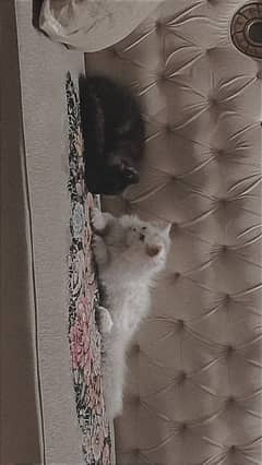 Persian kittens