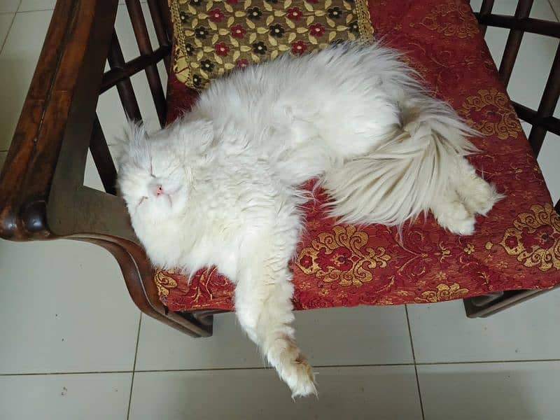 Persian pedigree Breed Cat 0