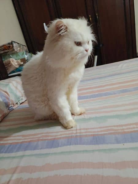 Persian pedigree Breed Cat 3