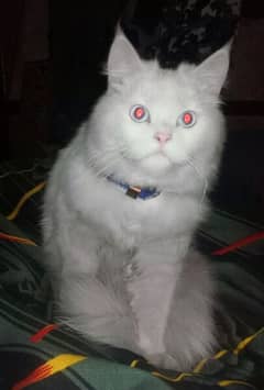 Russion white cat and blue eyes. .