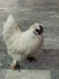 Silkie complete breeder pair