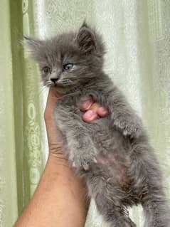 Persian kitten. Triple coated . Punch face