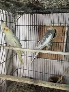 Cocktail breeder pair