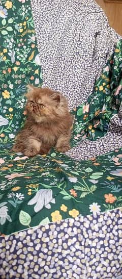 peki kitten/Persian cat/Persian kittens/triple coated/punch face/