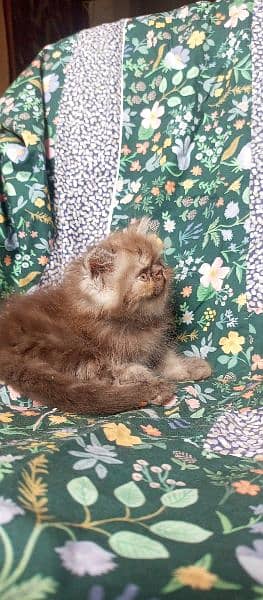 peki kitten/Persian cat/Persian kittens/triple coated/punch face/ 1