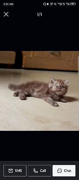 peki kitten/Persian cat/Persian kittens/triple coated/punch face/ 2