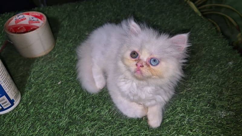 peki kitten/Persian cat/Persian kittens/triple coated/punch face/ 3