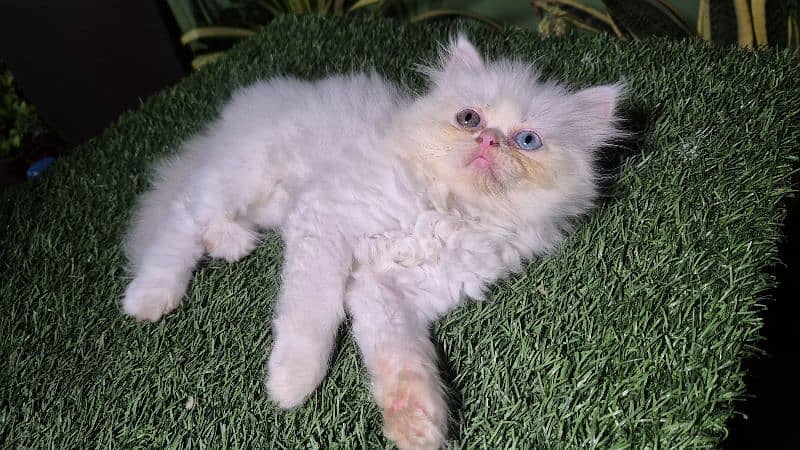 peki kitten/Persian cat/Persian kittens/triple coated/punch face/ 4