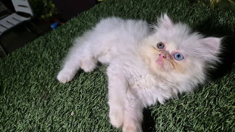 peki kitten/Persian cat/Persian kittens/triple coated/punch face/ 6