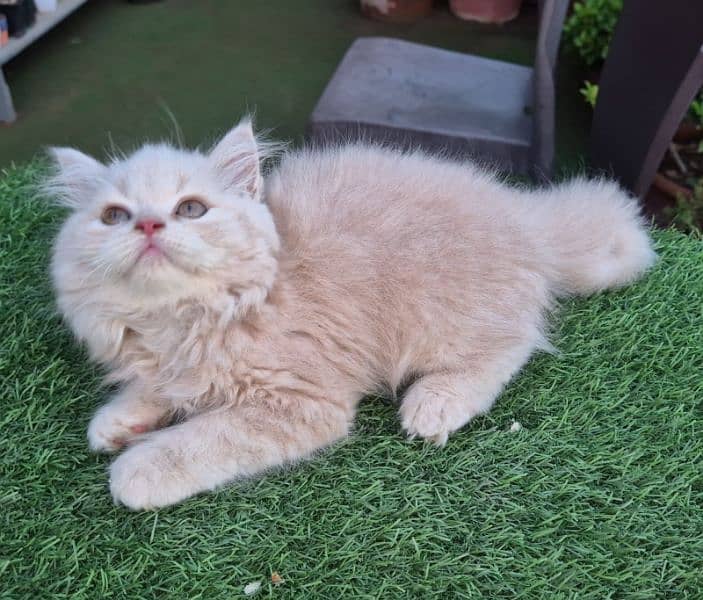 peki kitten/Persian cat/Persian kittens/triple coated/punch face/ 7