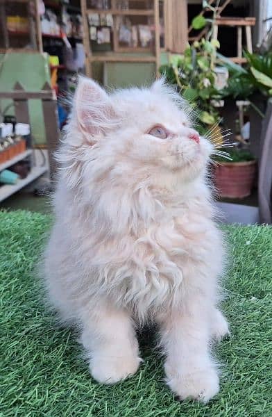 peki kitten/Persian cat/Persian kittens/triple coated/punch face/ 8