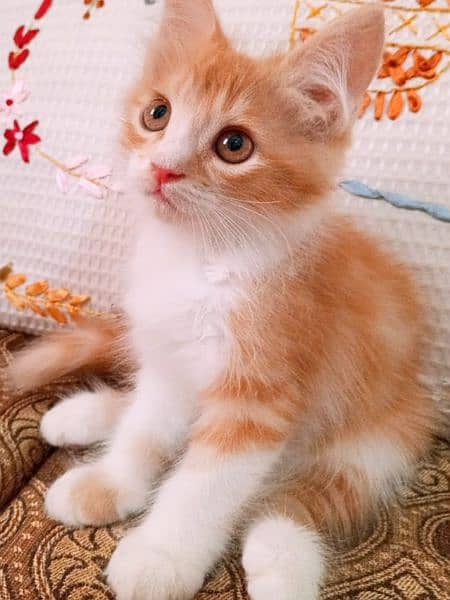 peki kitten/Persian cat/Persian kittens/triple coated/punch face/ 9