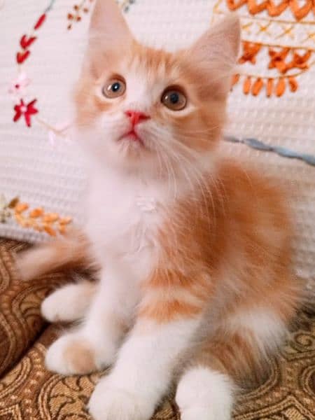 peki kitten/Persian cat/Persian kittens/triple coated/punch face/ 10