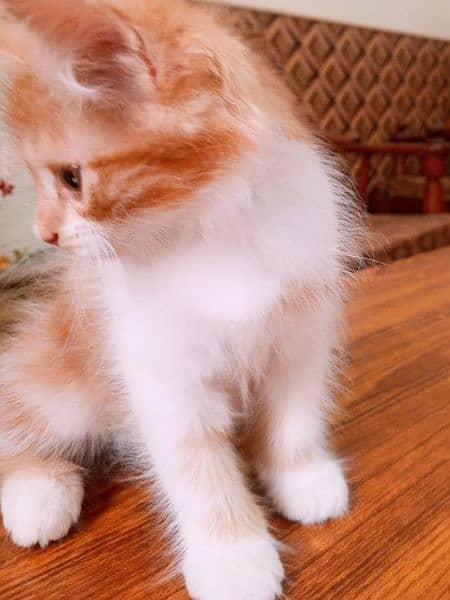 peki kitten/Persian cat/Persian kittens/triple coated/punch face/ 12