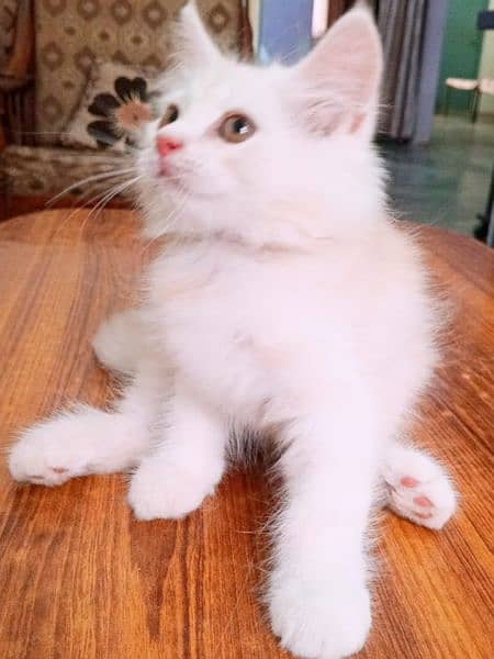 peki kitten/Persian cat/Persian kittens/triple coated/punch face/ 13