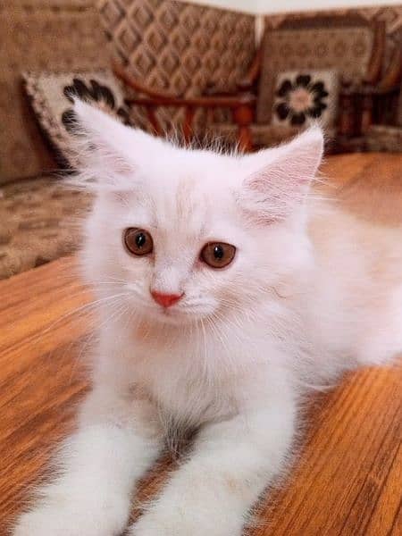 peki kitten/Persian cat/Persian kittens/triple coated/punch face/ 14