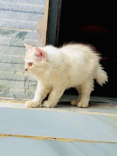 persian triple coat kitten