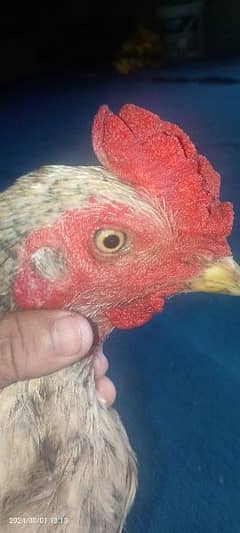 very good beautiful piece of seels hens