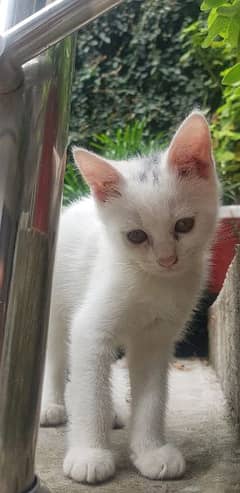 Persian male kitten