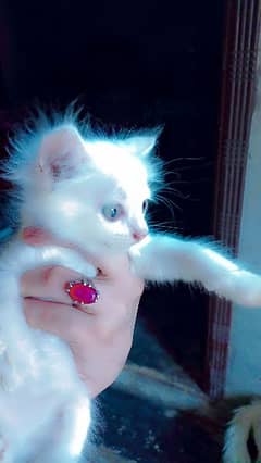 Persian blue eyes double coated Cat male for sale