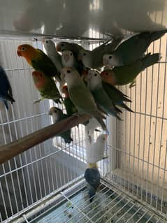 all love birds avaliable for seasonable price and cages new and old av