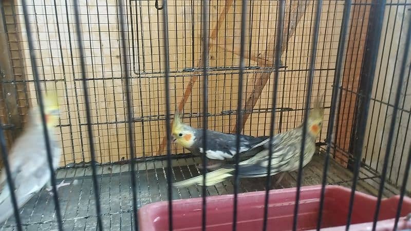 Cocktail Birds for sale 3