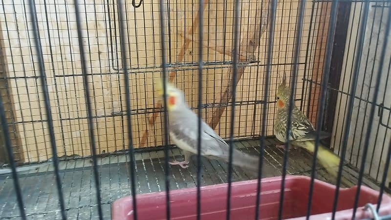 Cocktail Birds for sale 5