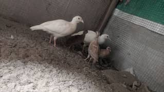 Pure White Teetar  Pair For Sale 14000 Age 5mouth Chowk Azam  layyah