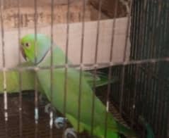 raw parot for sale