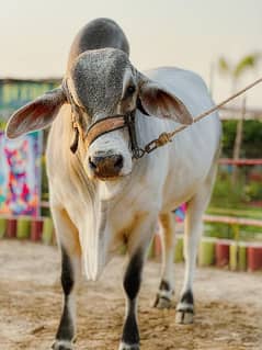 Brahman American Breed | 2 Dant | Live Weight 14 Man