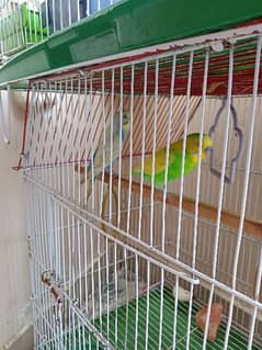 Budgies