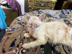 Persian cat