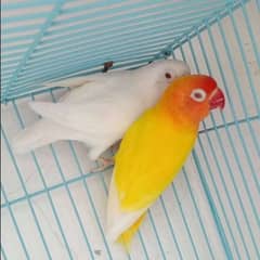 albino to Latino persanata breeder pair 03199748105 is number per call