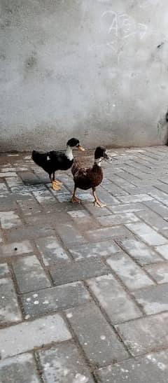 duck adult pair for sell no bahes 0