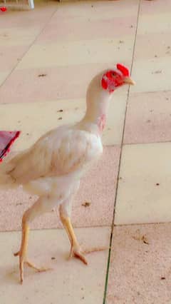 pH 03227777474 / 2 hen female 1 mal Heera seel paper White