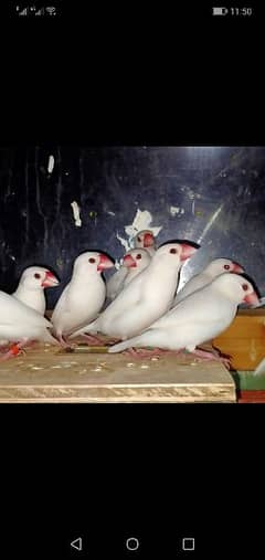 silver white java breeder 13 pair  8 portion wala cage 20k