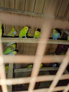 Breader pair For sale Healthy and active Sb k sb breader hain