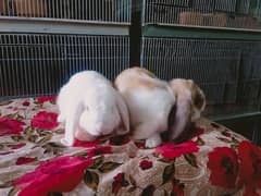 Holland lop Best quality Rabbit pair