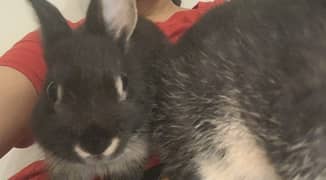 Netherland dawrf rabbits for sale