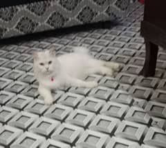 Persian cat for sale