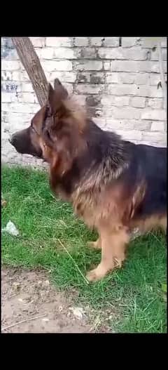 German Shepherd Long Coat Male