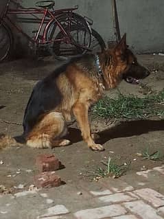 German shepherd dog for sale