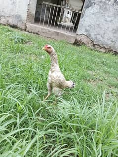 sale for shamo hen