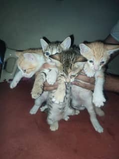 4 kittens Available